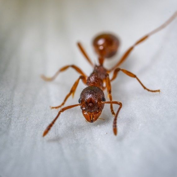 Field Ants, Pest Control in Cockfosters, East Barnet, EN4. Call Now! 020 8166 9746