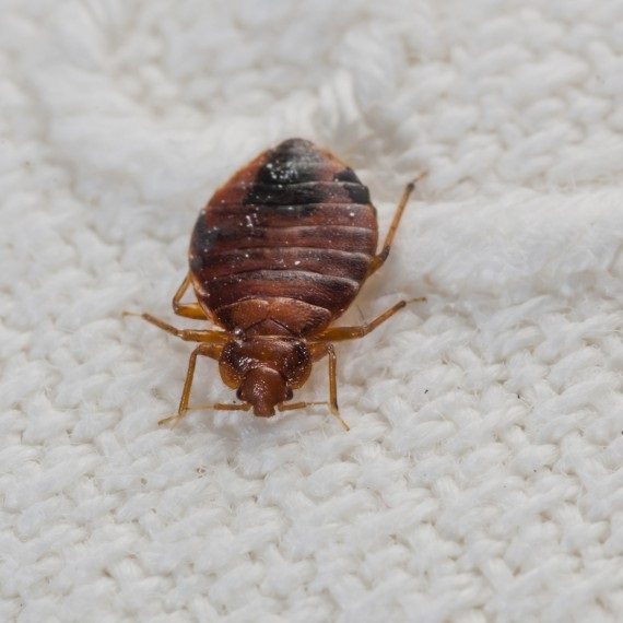 Bed Bugs, Pest Control in Cockfosters, East Barnet, EN4. Call Now! 020 8166 9746