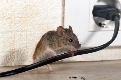Pest Control in Cockfosters, East Barnet, EN4. Call Now! 020 8166 9746
