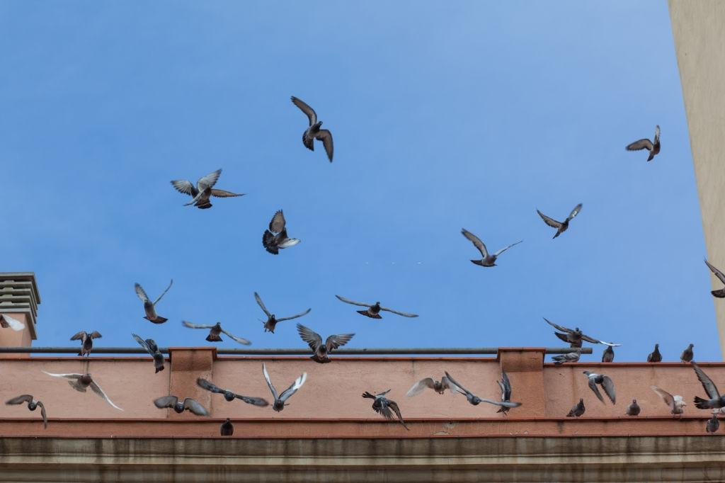 Pigeon Pest, Pest Control in Cockfosters, East Barnet, EN4. Call Now 020 8166 9746