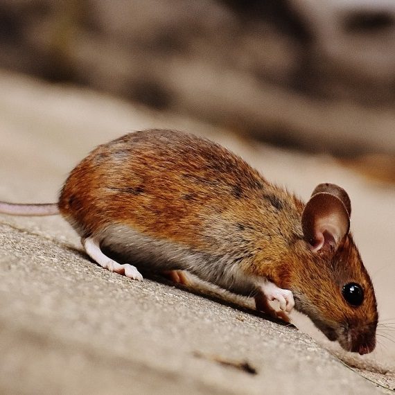 Mice, Pest Control in Cockfosters, East Barnet, EN4. Call Now! 020 8166 9746