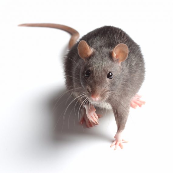 Rats, Pest Control in Cockfosters, East Barnet, EN4. Call Now! 020 8166 9746