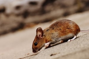 Mice Exterminator, Pest Control in Cockfosters, East Barnet, EN4. Call Now 020 8166 9746