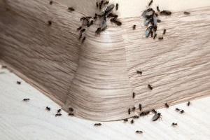 Ant Control, Pest Control in Cockfosters, East Barnet, EN4. Call Now 020 8166 9746