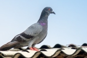Pigeon Control, Pest Control in Cockfosters, East Barnet, EN4. Call Now 020 8166 9746