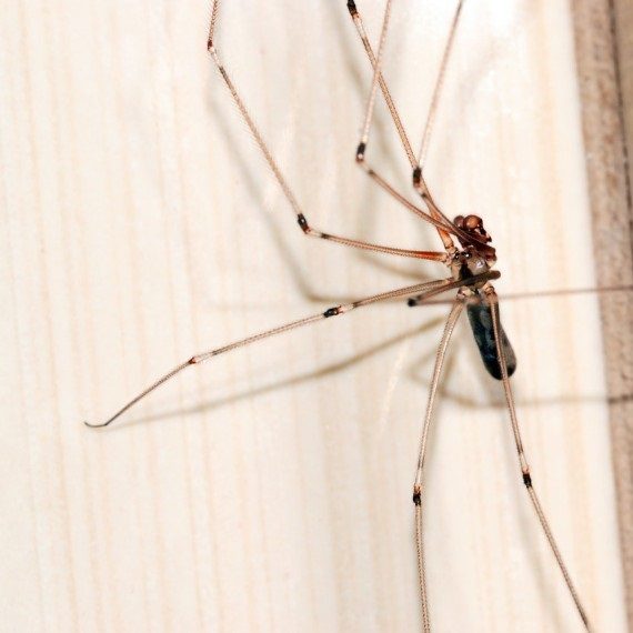 Spiders, Pest Control in Cockfosters, East Barnet, EN4. Call Now! 020 8166 9746