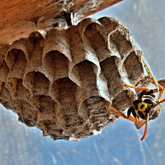 Wasps Nest, Pest Control in Cockfosters, East Barnet, EN4. Call Now! 020 8166 9746
